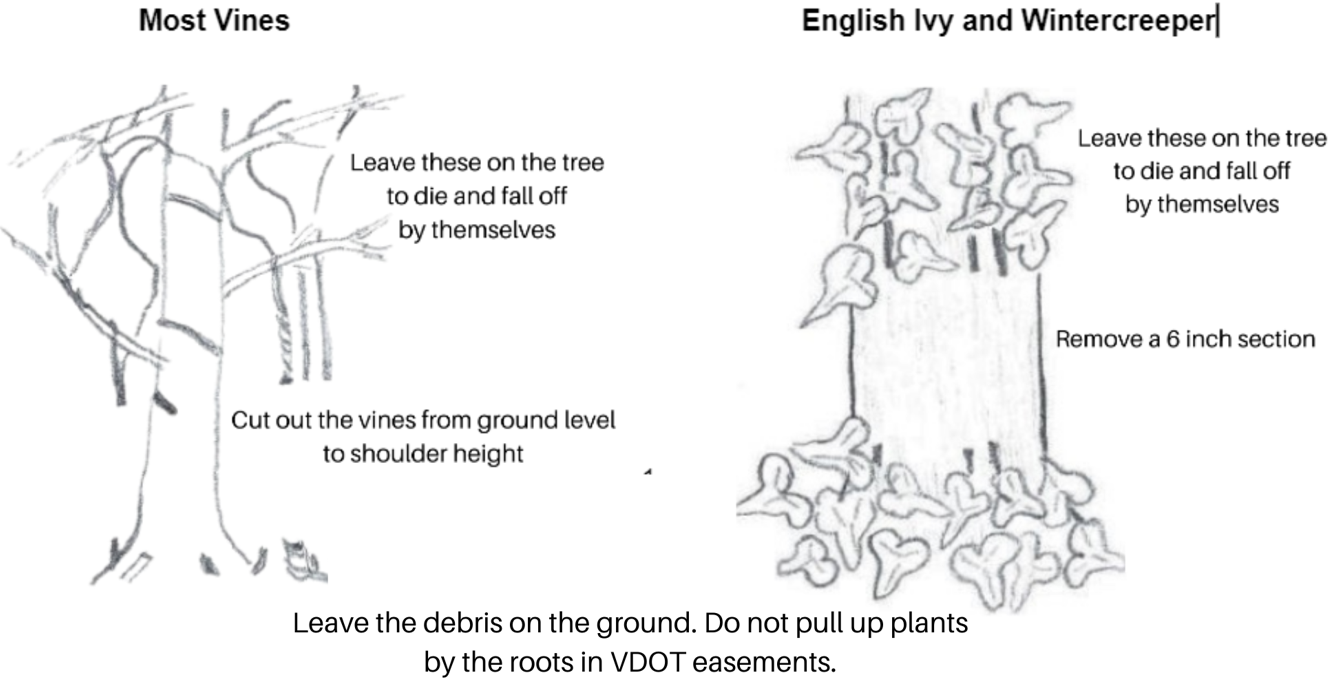 vine comparison